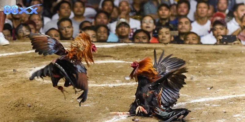 Một vài mẹo giúp xem đá gà cựa dao thú vị hơn
